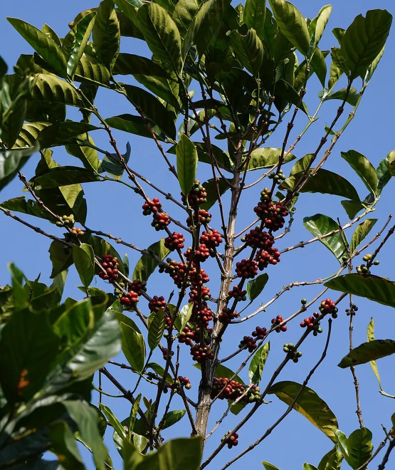 From Cherry to Cup: Why America's Coffee Geeks Are Falling for the Bolaven Plateau